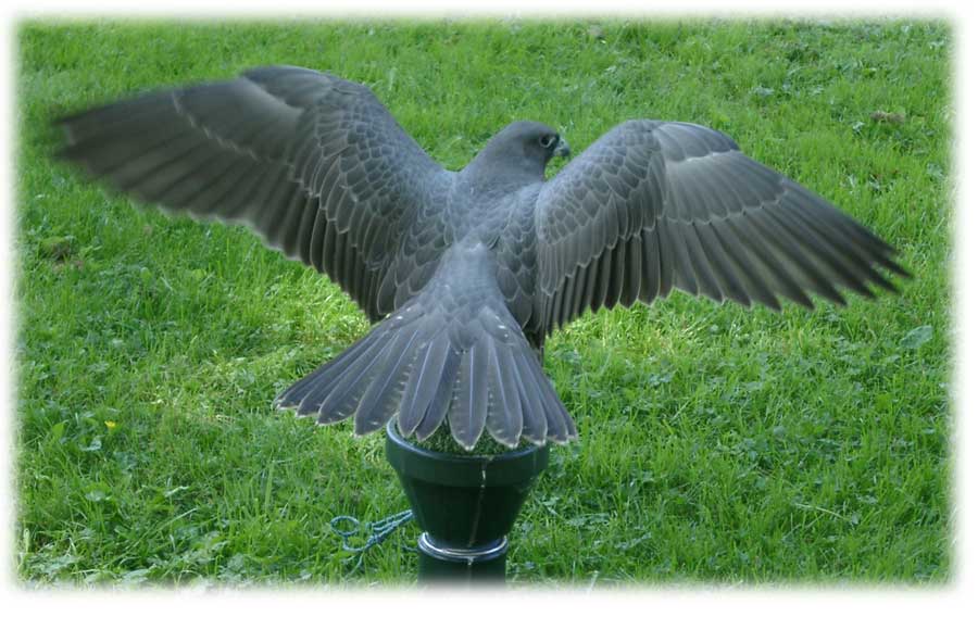 Gyrfalcon image