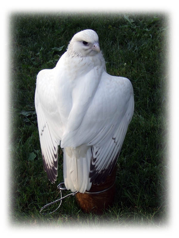 Falcon white grey hotsell