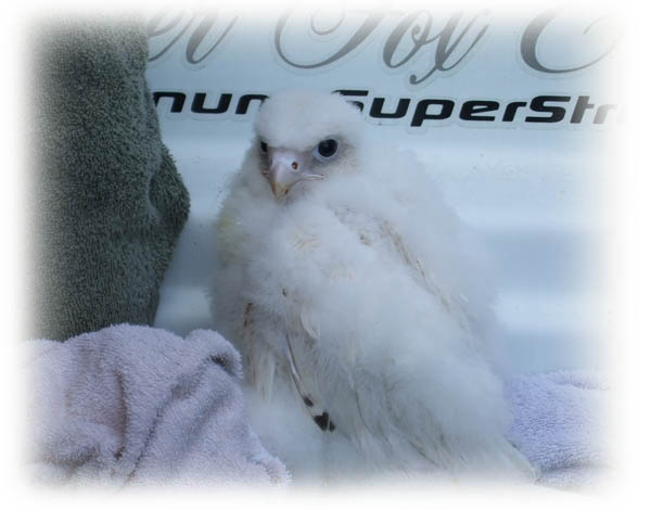 Gyrfalcon image