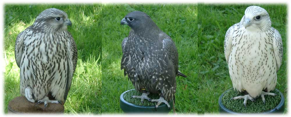 Gyrfalcon image