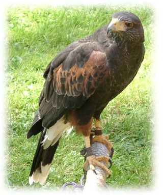 Harris' Hawk image