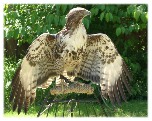 Falconry image