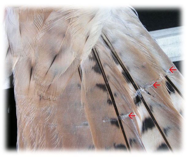 Feather image