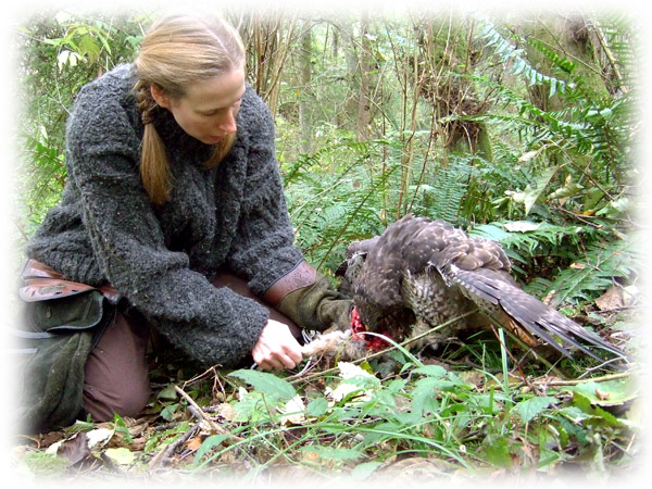 Falconry image