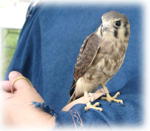 Female kestrel image