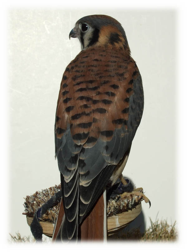 Male kestrel image