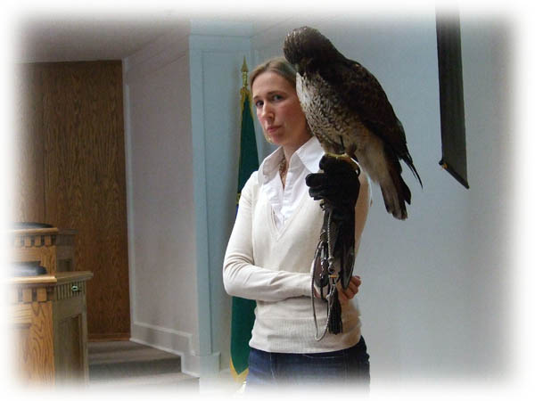 Falconry image