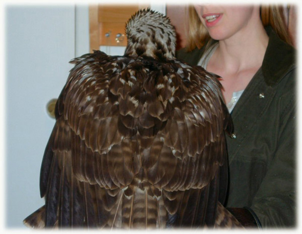 Falconry image