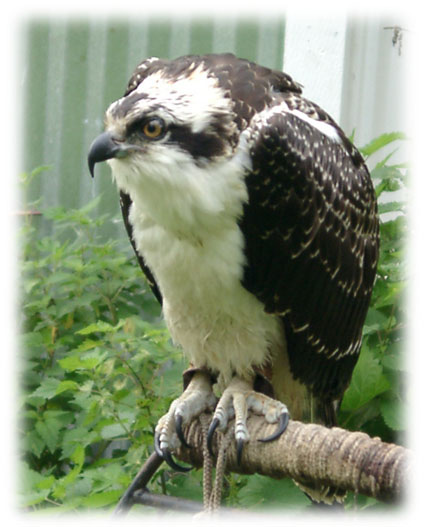 Osprey image