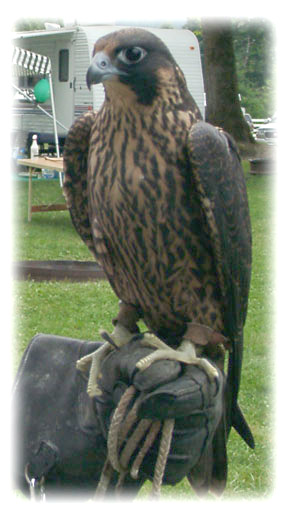 Peregrine image