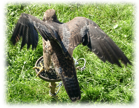 Peregrine image