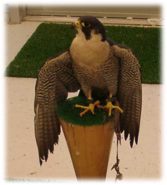 Peregrine image