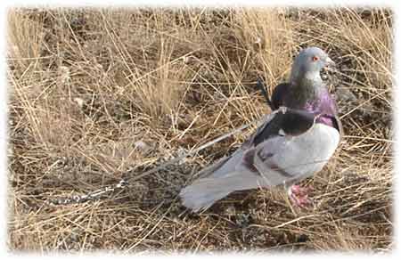 Pigeon harness image