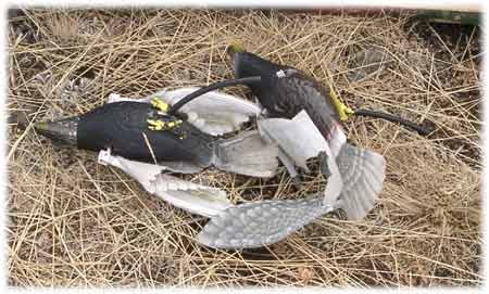 Mechanical pigeon image