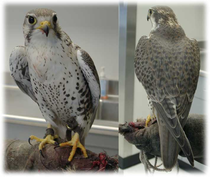 Prairie Falcon image