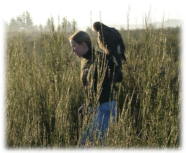 Falconry image