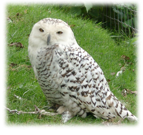 Snowy Owl image