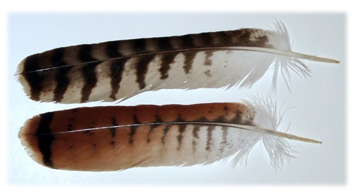 Red-Tail tail image