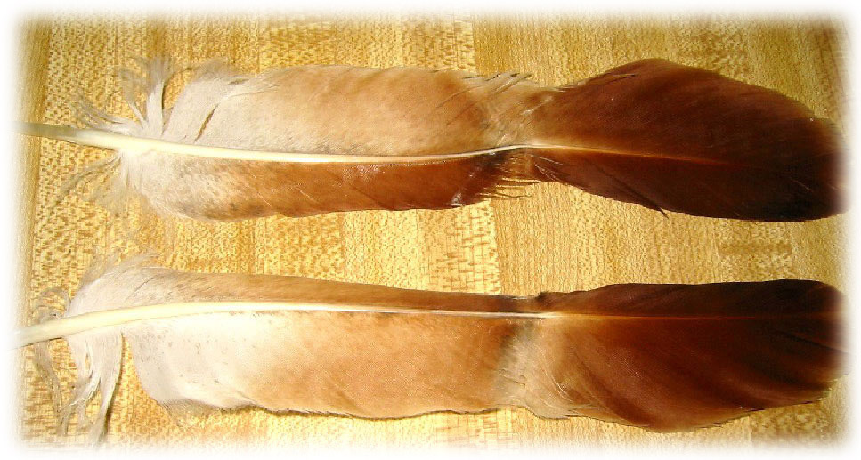 Feather image