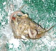 Worm casting image